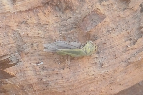 Green Leafhopper