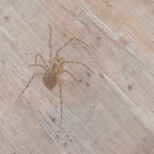 Cave spider