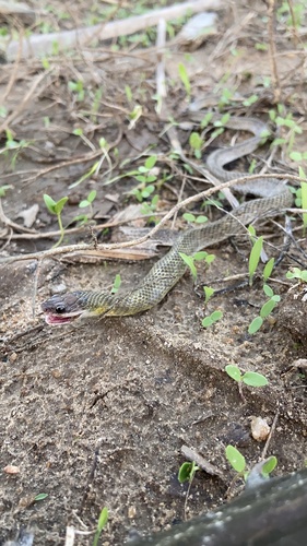 Yellow-bellied Liophis