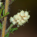 Acacia varia - Photo (c) williamdomenge9, todos los derechos reservados, subido por williamdomenge9
