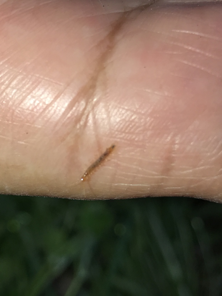 Centipedes from Parry Ave, Dallas, TX, US on February 22, 2020 at 05:09 ...