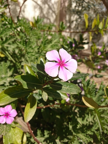 Madagascar Periwinkle