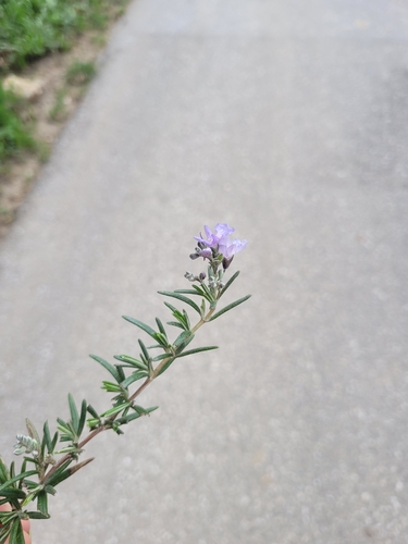 Avistamiento Salvia rosmarinus