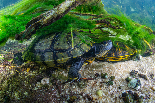 Trachemys scripta
