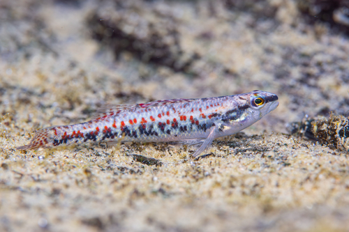 Etheostoma edwini