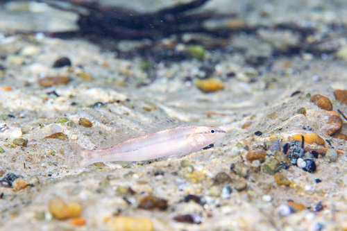 Percina nigrofasciata