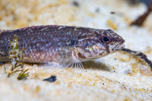 Etheostoma swaini