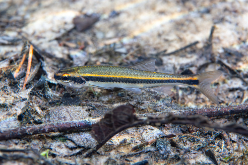 Pteronotropis harperi