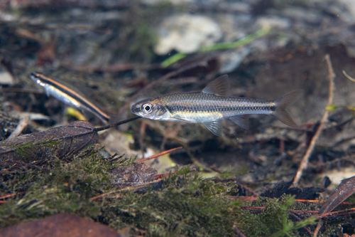 Alburnops texanus