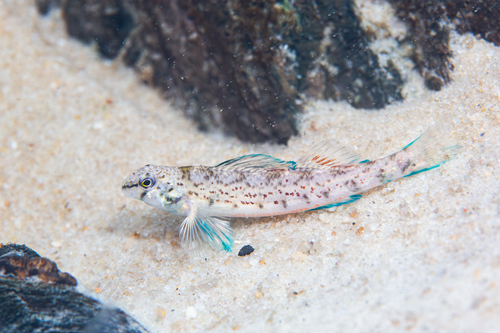 Etheostoma colorosum