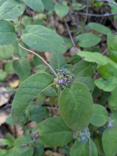 Unknown species found near Cupertino, CA, USA