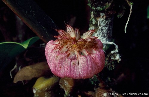 Golden Bulbophyllum