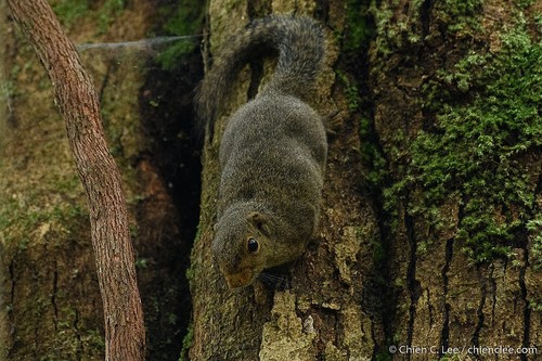 Brooke's Squirrel (Sundasciurus brookei) — Least Concern Mammalia