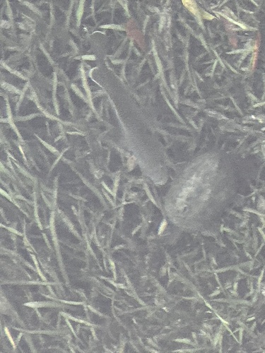 Sternotherus minor