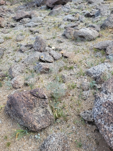 iNaturalist observation photo of pebble pincushion