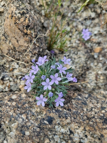 iNaturalist observation photo of Lilac Sunbonnet