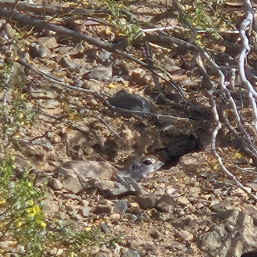 Round-tailed Ground Squirrel observed by konnectid