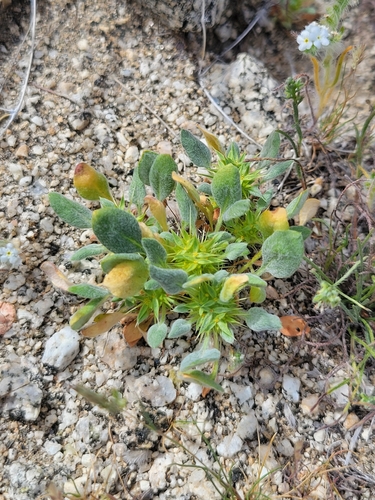 iNaturalist observation photo of Devil's Spineflower