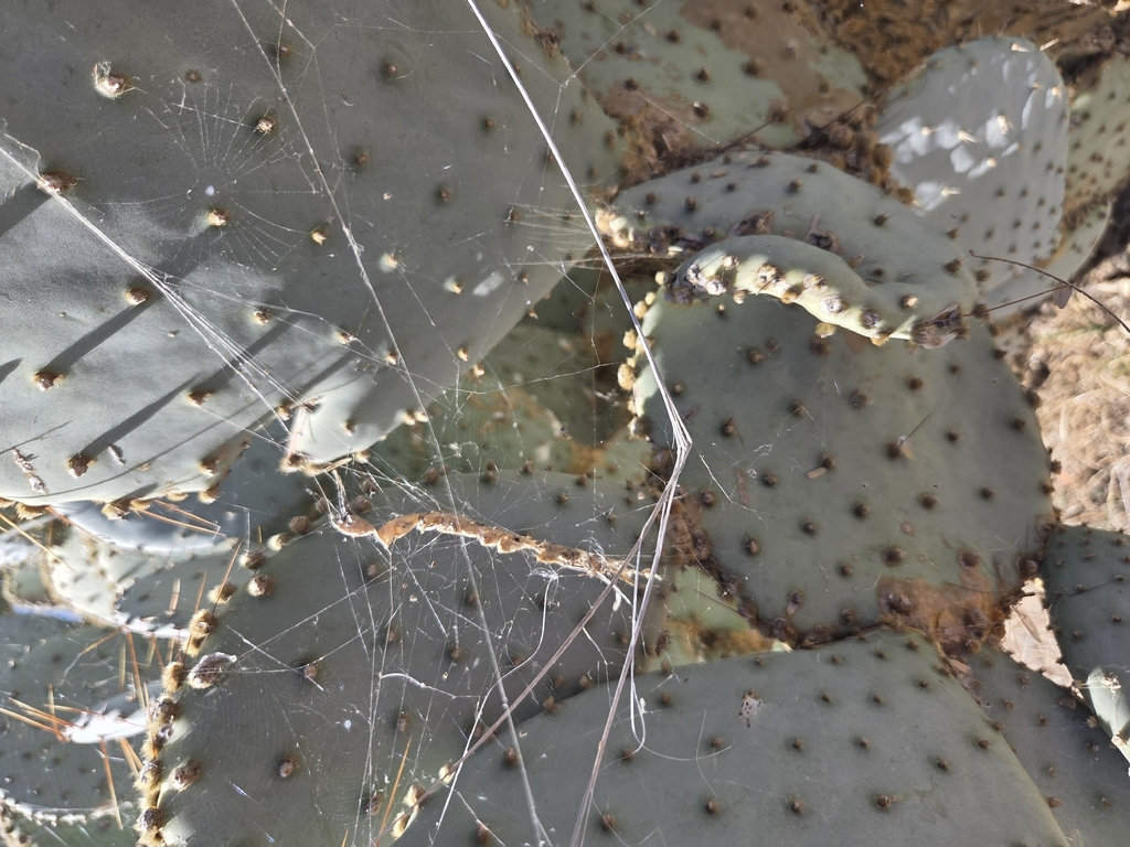 Spider Ranch Az Spiders from Canoa Ranch, AZ, USA on February 28, 2026 at 01:07 PM by ...