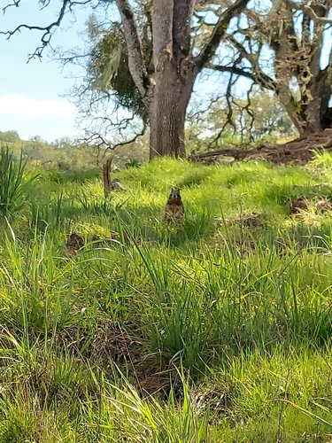 iNaturalist observation photo of California Ground Squirrel