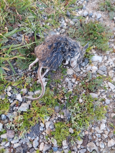 iNaturalist observation photo of Gambel's Deer Mouse