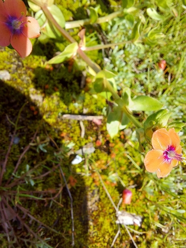 iNaturalist observation photo of scarlet pimpernel