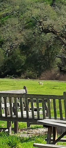 iNaturalist observation photo of Bobcat