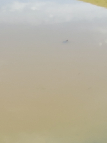 iNaturalist observation photo of Pond and Box Turtles