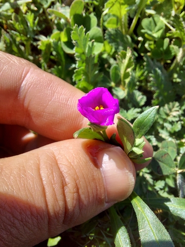 iNaturalist observation photo of redmaids