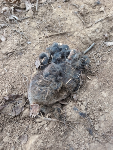 Eastern Mole observed by christinebrodsky
