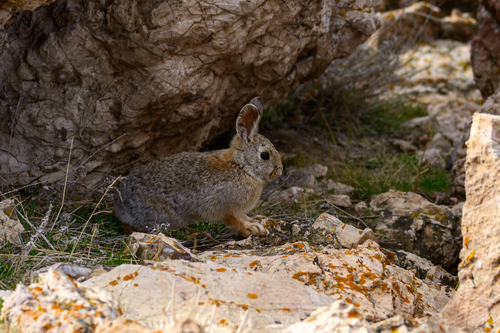 Mountain Cottontail observed by jarrod29