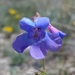 Variable-color Beardtongue - Photo (c) Jonathan Schnurr, all rights reserved, uploaded by Jonathan Schnurr