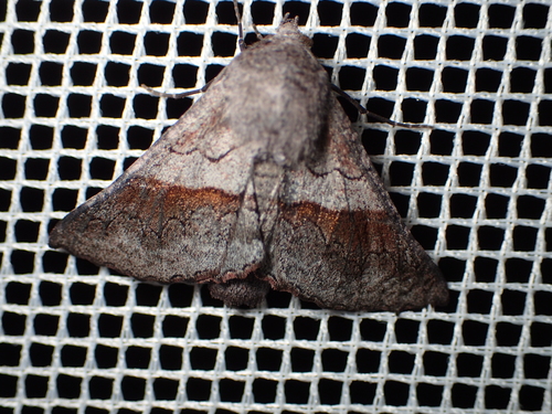 Hypographa