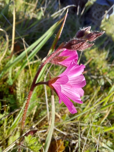 iNaturalist observation photo of checkerbloom