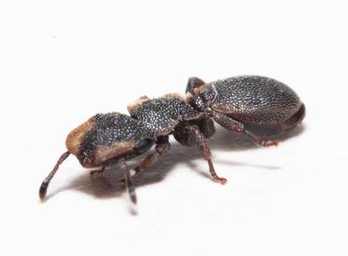Cephalotes pineliiCephalotes pinelii