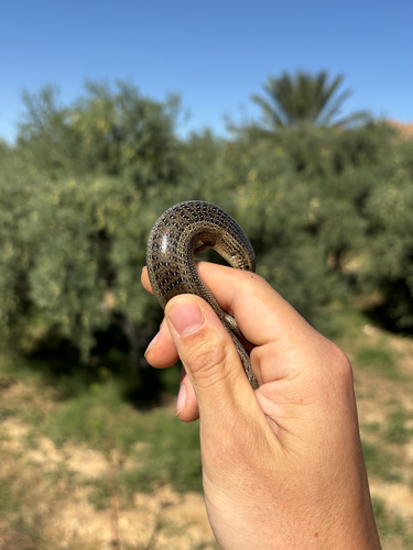 Ocellated Bronze Skink