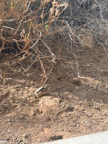 White-tailed Antelope Squirrel observed by davem1969