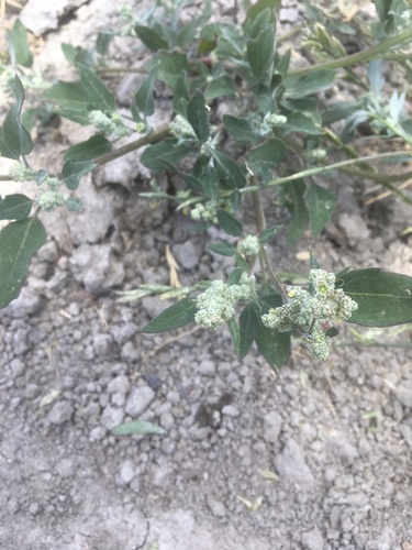 iNaturalist observation photo of Common Lambsquarters