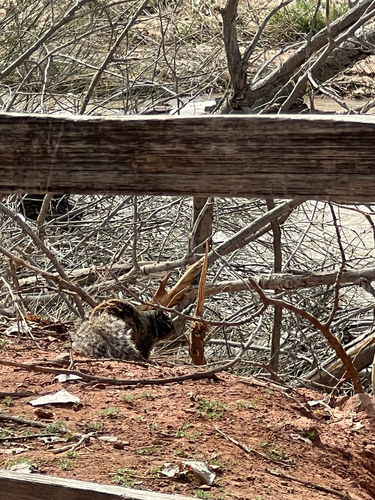 Rock Squirrel observed by jaidenlc
