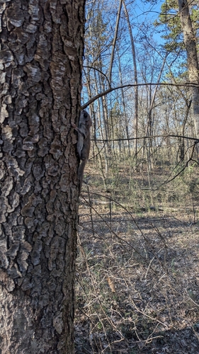 Southern Flying Squirrel observed by jdaniels63