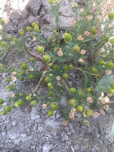 iNaturalist observation photo of pineapple-weed