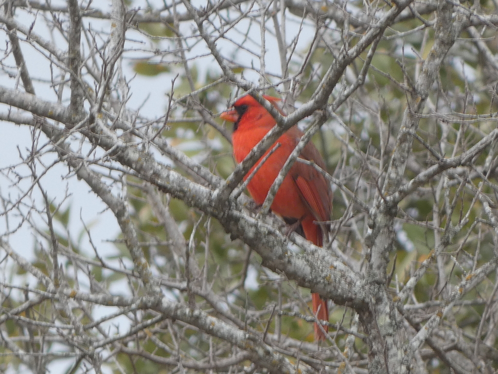 February Cardinal Northern Cardinal from Lady Bird Johnson Wildflower Center, 4801 La ...