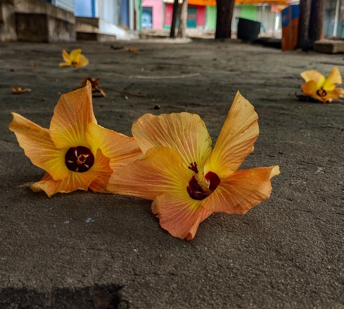 sea hibiscus