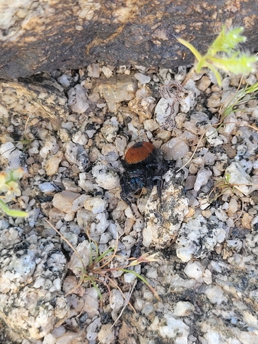 iNaturalist observation photo of Phidippus