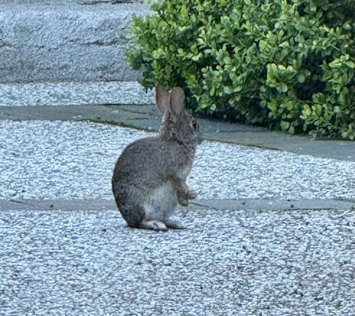 Brush Rabbit observed by janeyd
