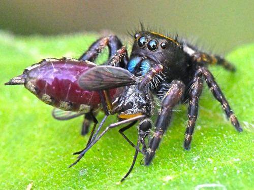 Buffon Insect Photo 62004618, (c) Bufface, all rights reserved, uploaded by Bufface ...
