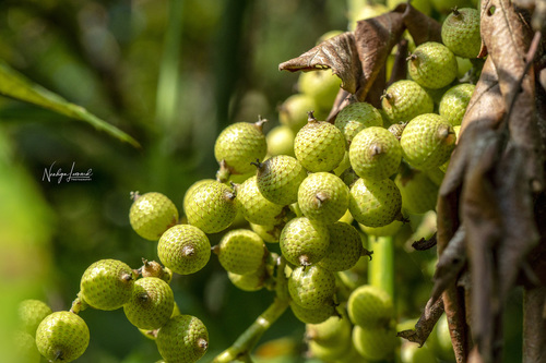 rattan palm (Eremospatha macrocarpa)