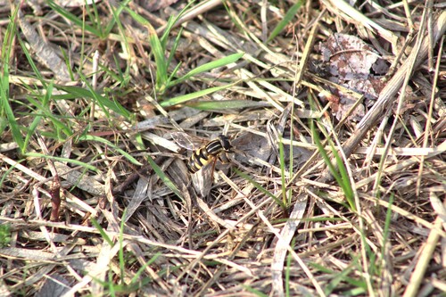 Unknown species found near Lewisville, TX, USA