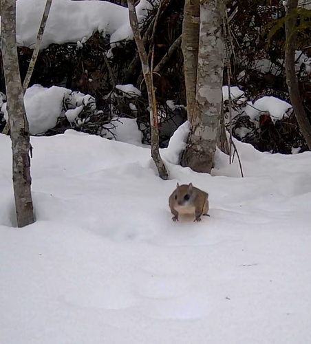 Northern Flying Squirrel observed by acheese1