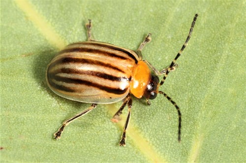 Oides Sp Oides tigrina · iNaturalist United Kingdom